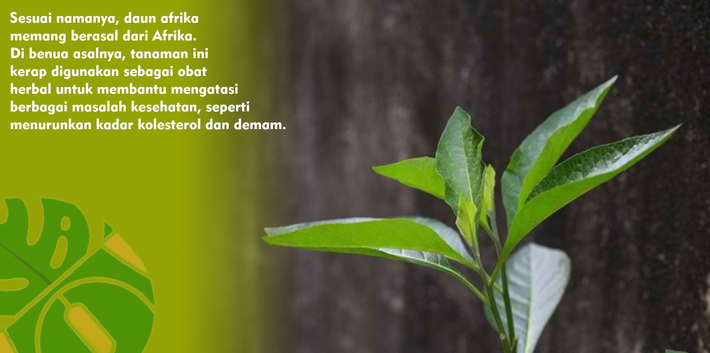 Masih Asing Bagi Sebagian Orang, Ini Dia Khasiat Daun Afrika Bagi Kesehatan